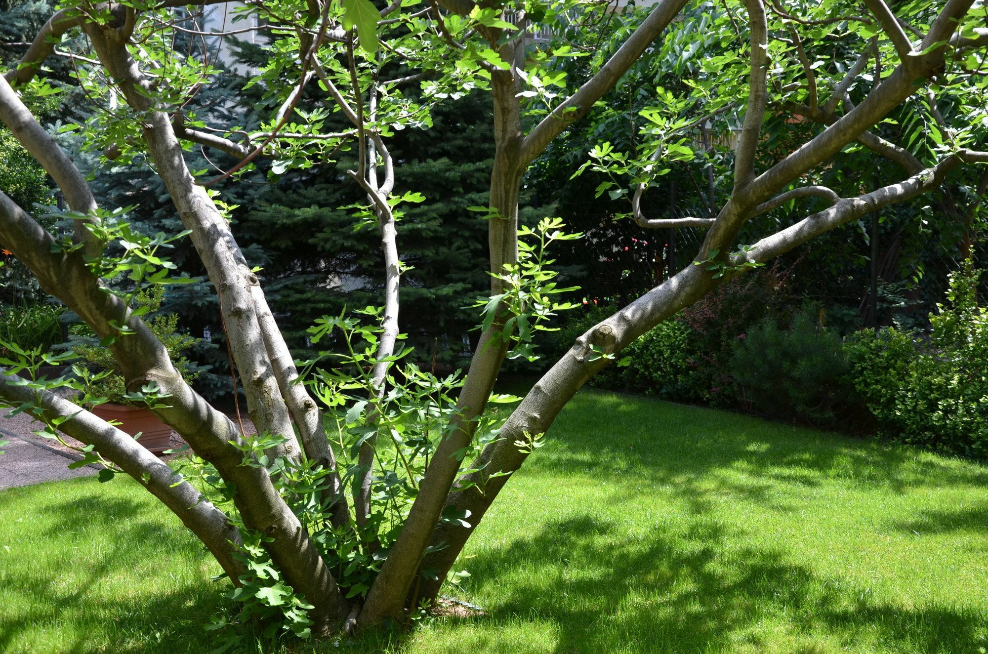 Fig Tree House Budapeşte Dış mekan fotoğraf