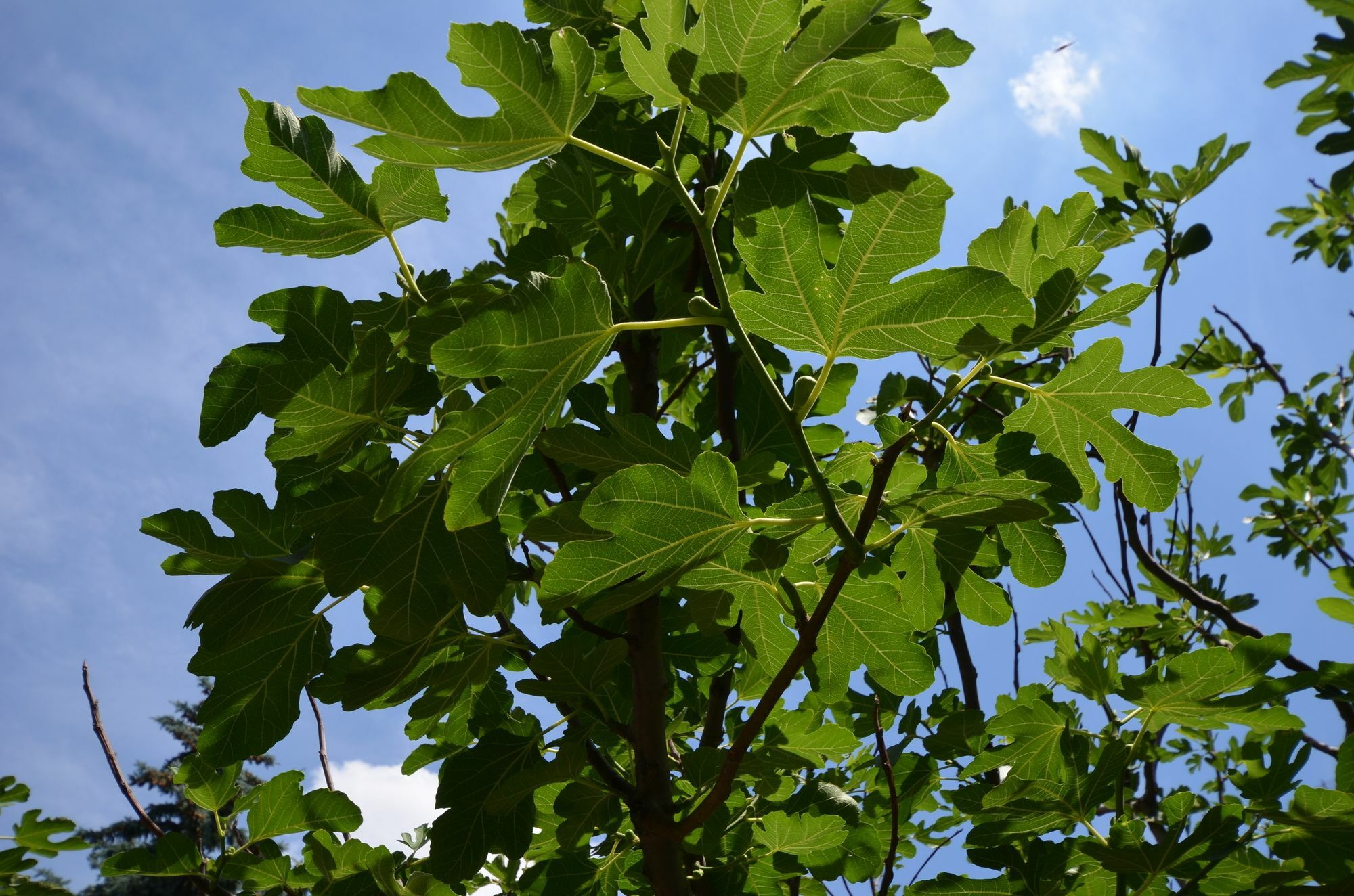 Fig Tree House Budapeşte Dış mekan fotoğraf